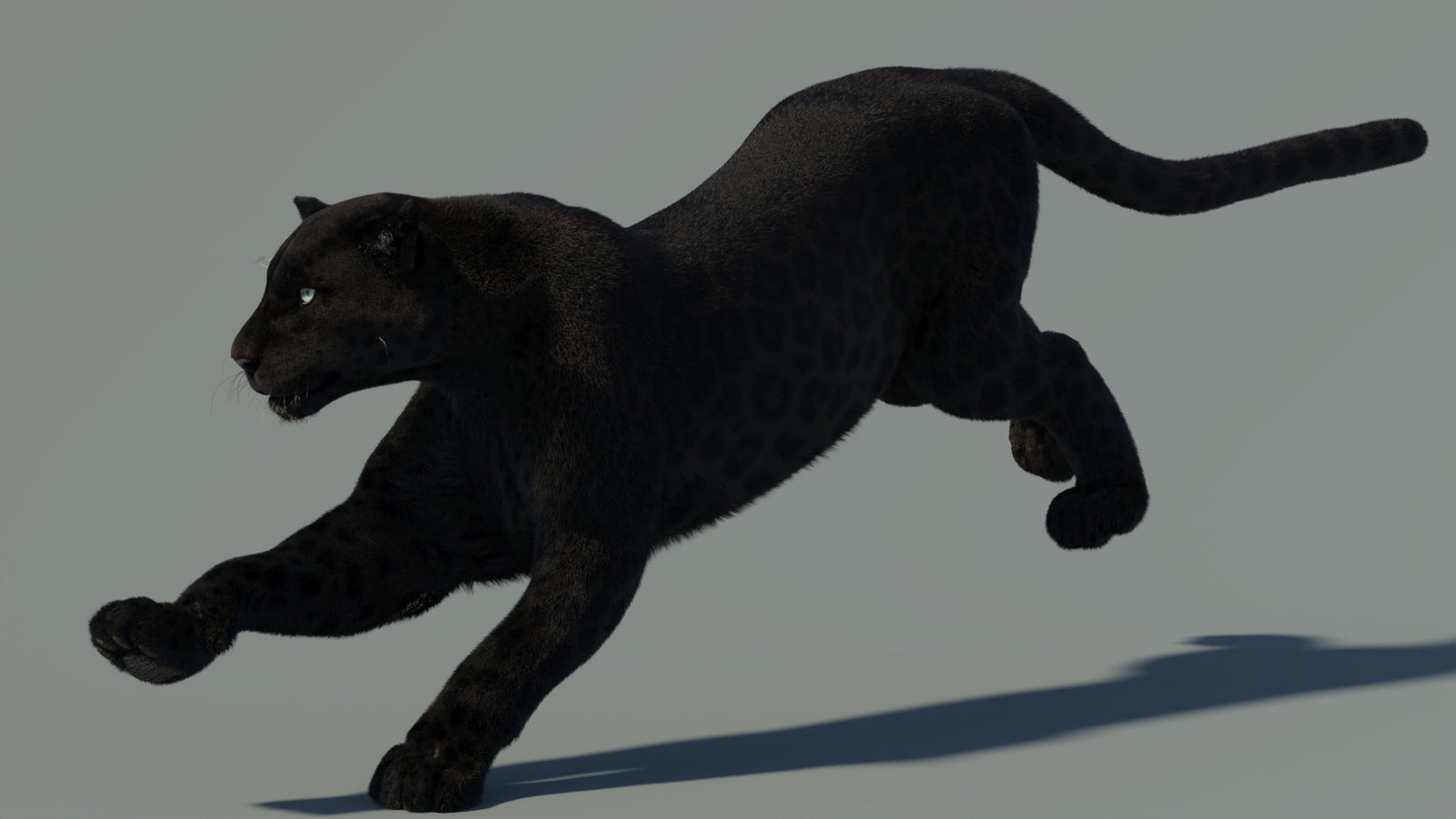 Animated Black Panther Animal 3D Model with Fur 360° view 4 frame 2