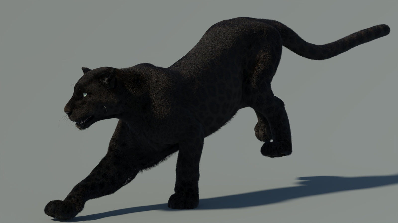 Animated Black Panther Animal 3D Model with Fur 360° view 4 frame 3