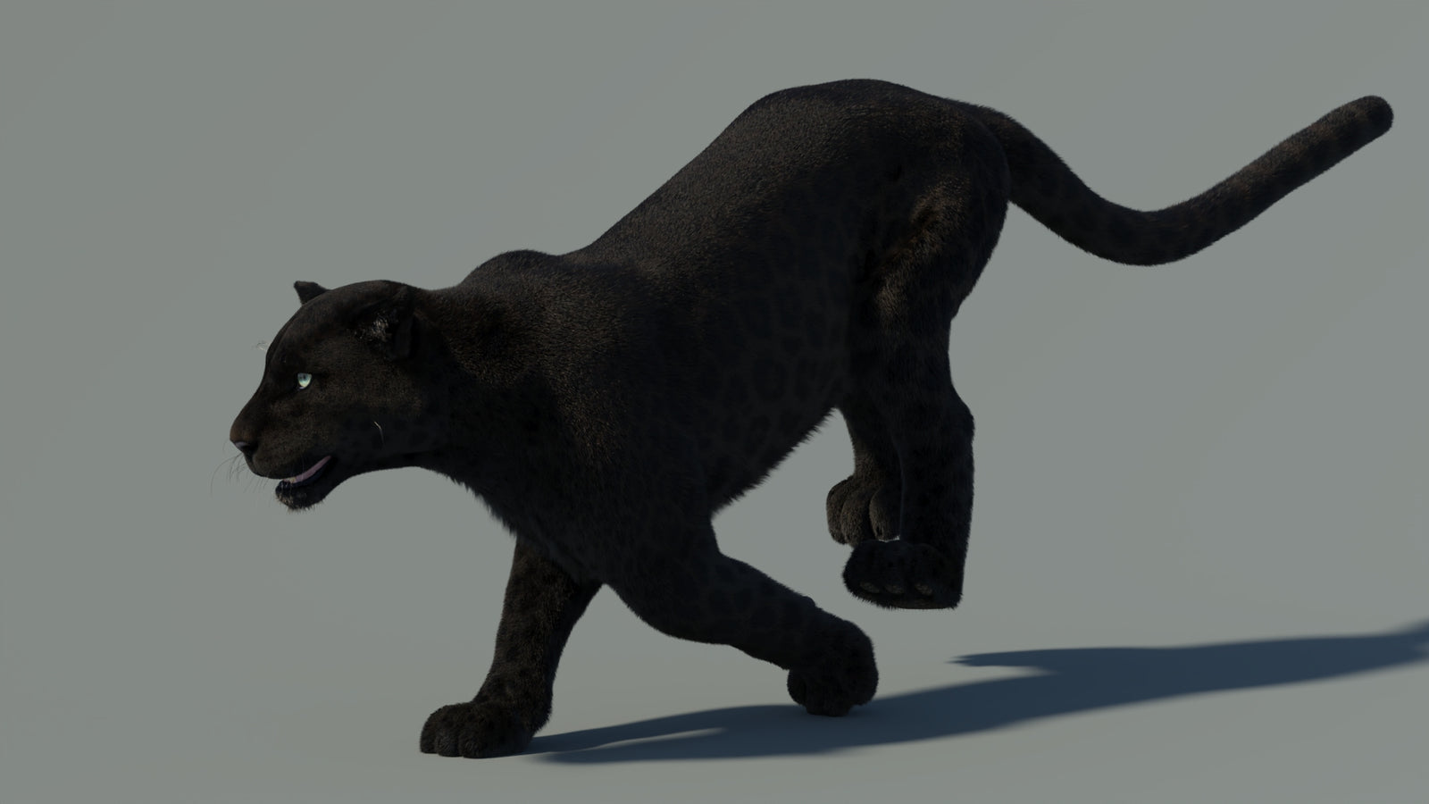 Animated Black Panther Animal 3D Model with Fur 360° view 4 frame 4