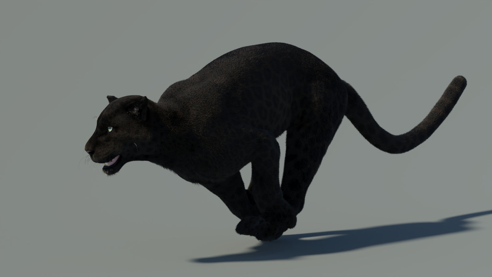 Animated Black Panther Animal 3D Model with Fur 360° view 4 frame 6