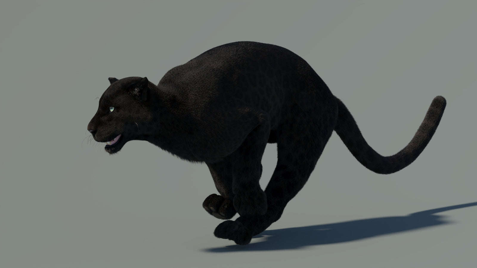 Animated Black Panther Animal 3D Model with Fur 360° view 4 frame 7