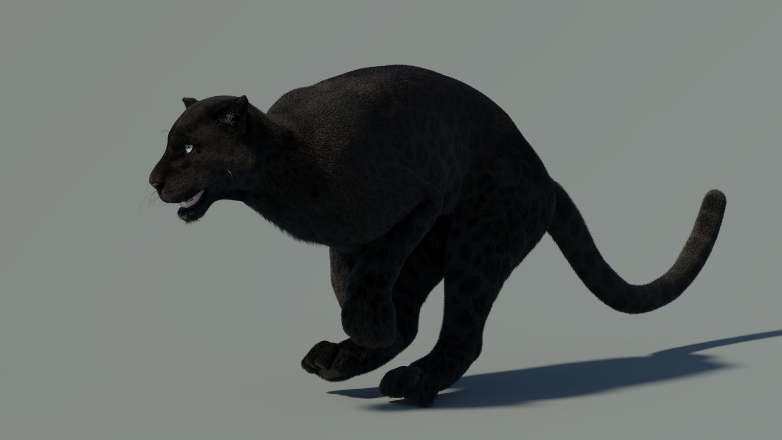 Animated Black Panther Animal 3D Model with Fur 360° view 4 frame 8