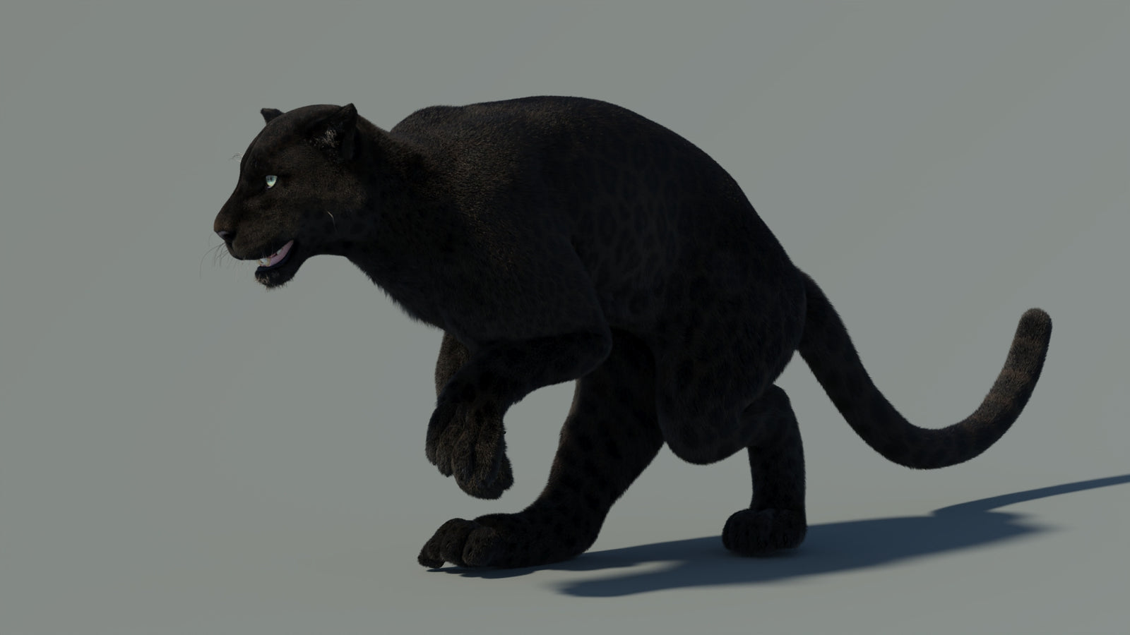 Animated Black Panther Animal 3D Model with Fur 360° view 4 frame 9