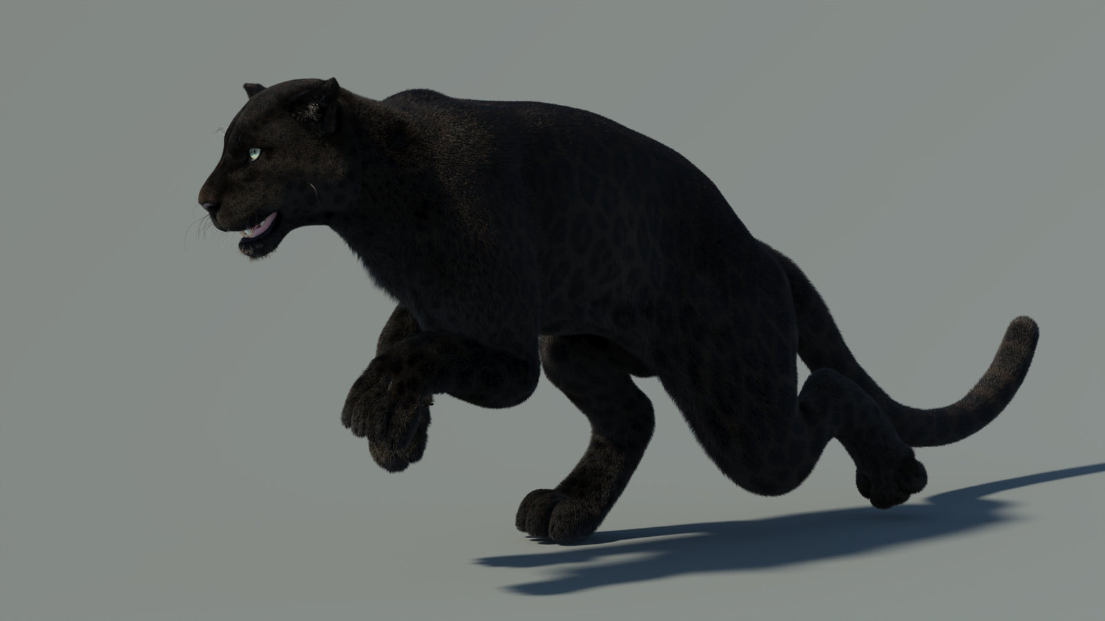 Animated Black Panther Animal 3D Model with Fur 360° view 4 frame 10