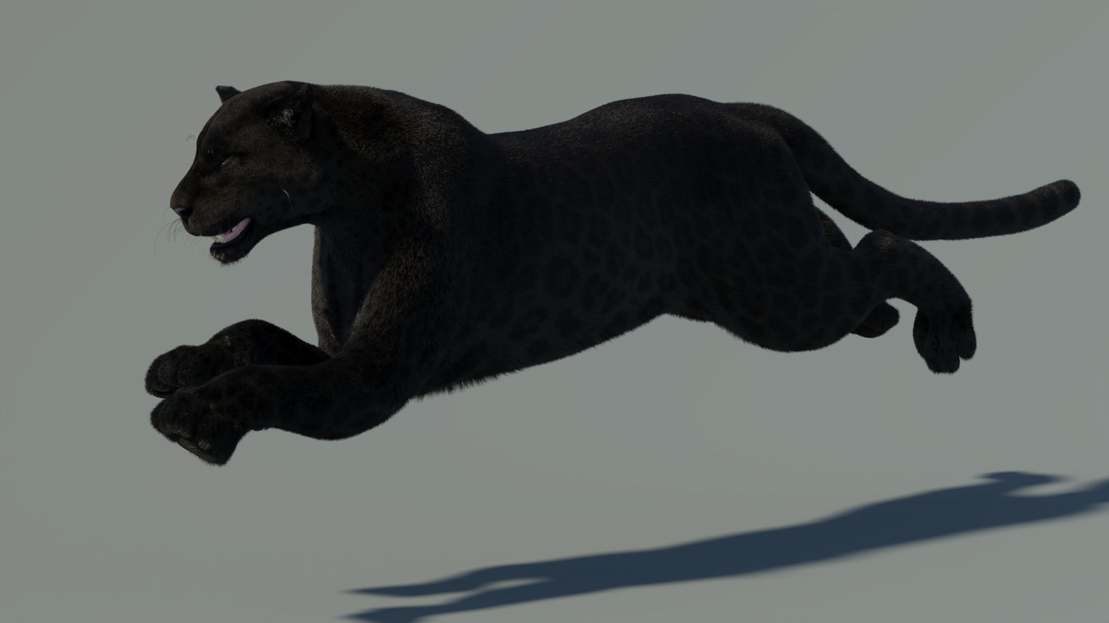 Animated Black Panther Animal 3D Model with Fur 360° view 4 frame 13