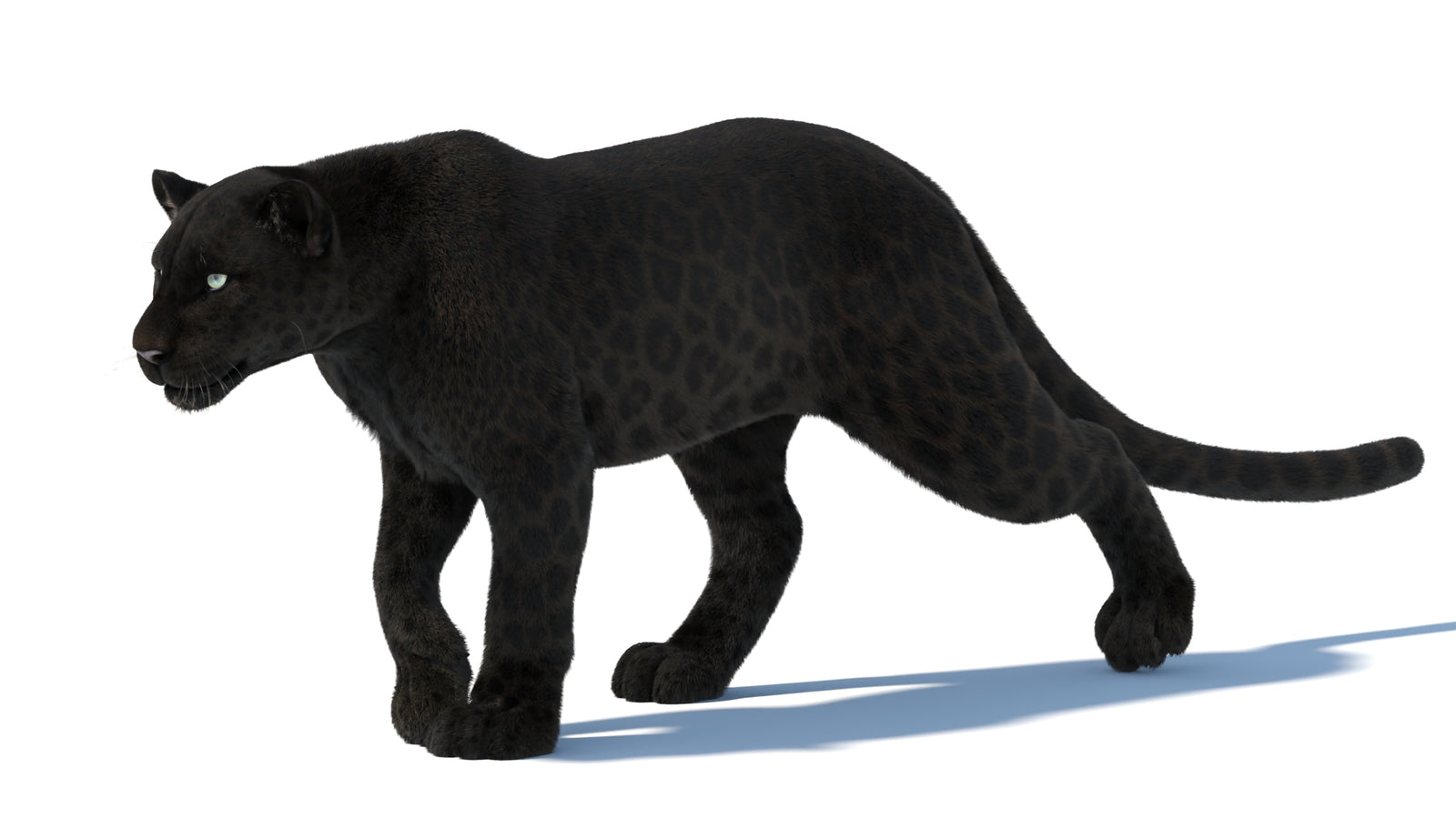 Animated Black Panther Animal 3D Model with Fur 360° view 5 frame 2