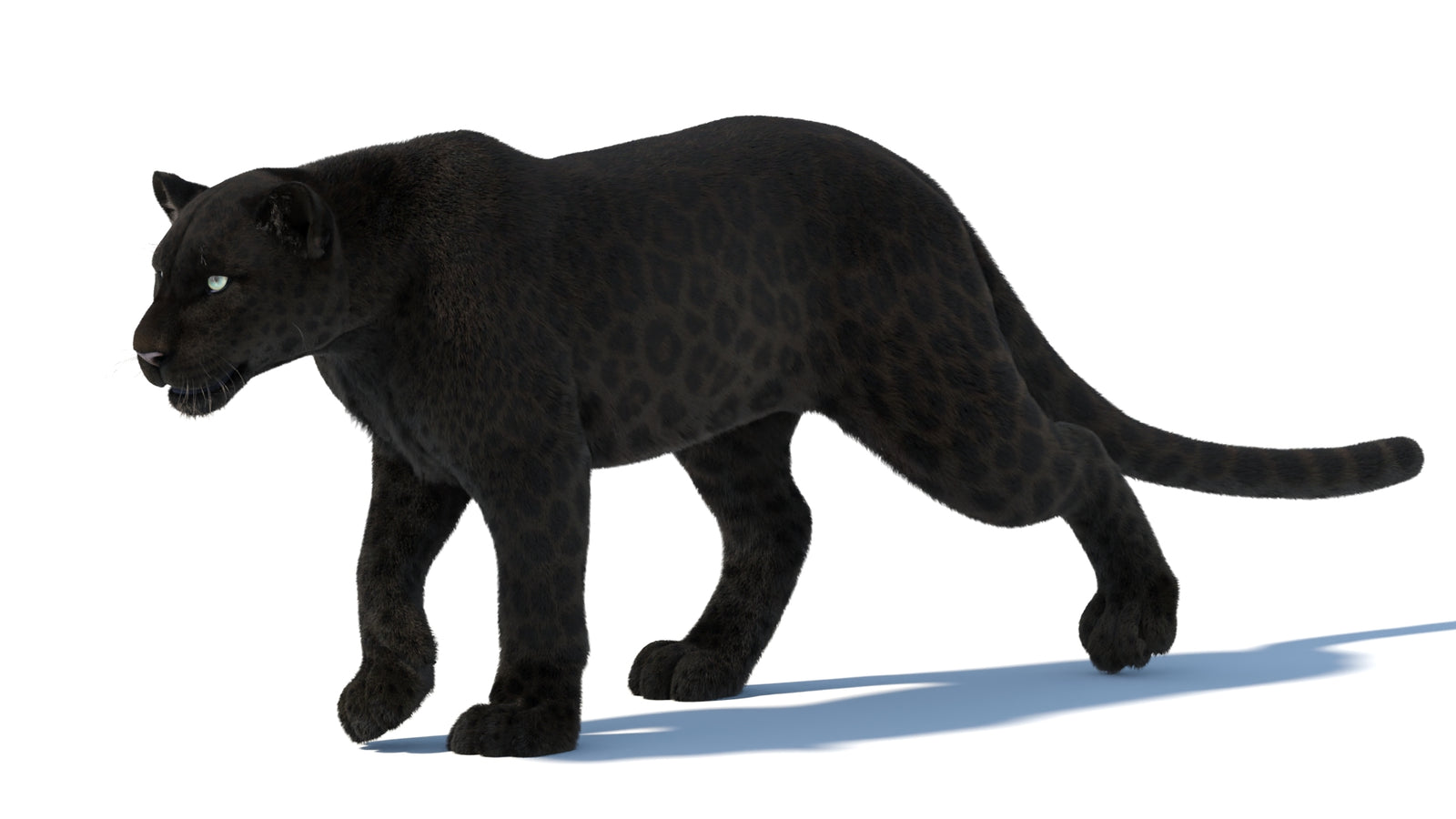 Animated Black Panther Animal 3D Model with Fur 360° view 5 frame 3