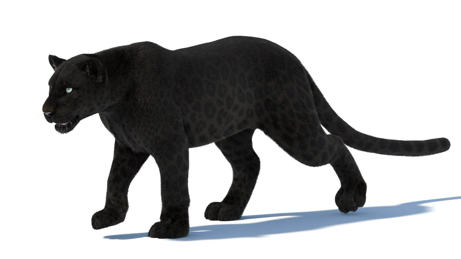Animated Black Panther Animal 3D Model with Fur 360° view 5 frame 4