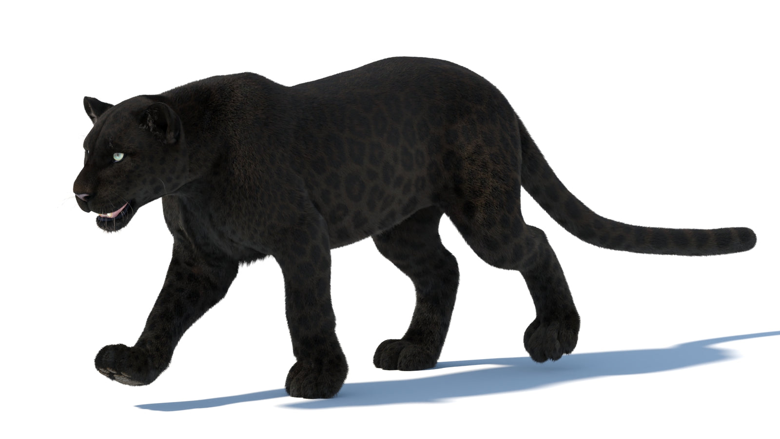 Animated Black Panther Animal 3D Model with Fur 360° view 5 frame 6