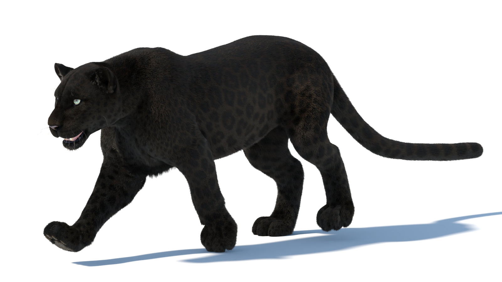 Animated Black Panther Animal 3D Model with Fur 360° view 5 frame 8