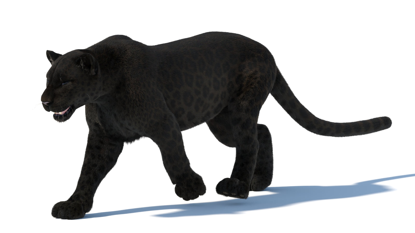 Animated Black Panther Animal 3D Model with Fur 360° view 5 frame 14