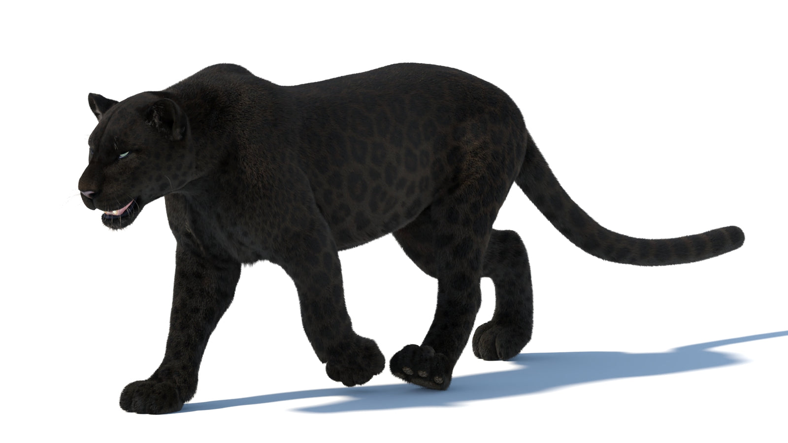 Animated Black Panther Animal 3D Model with Fur 360° view 5 frame 15