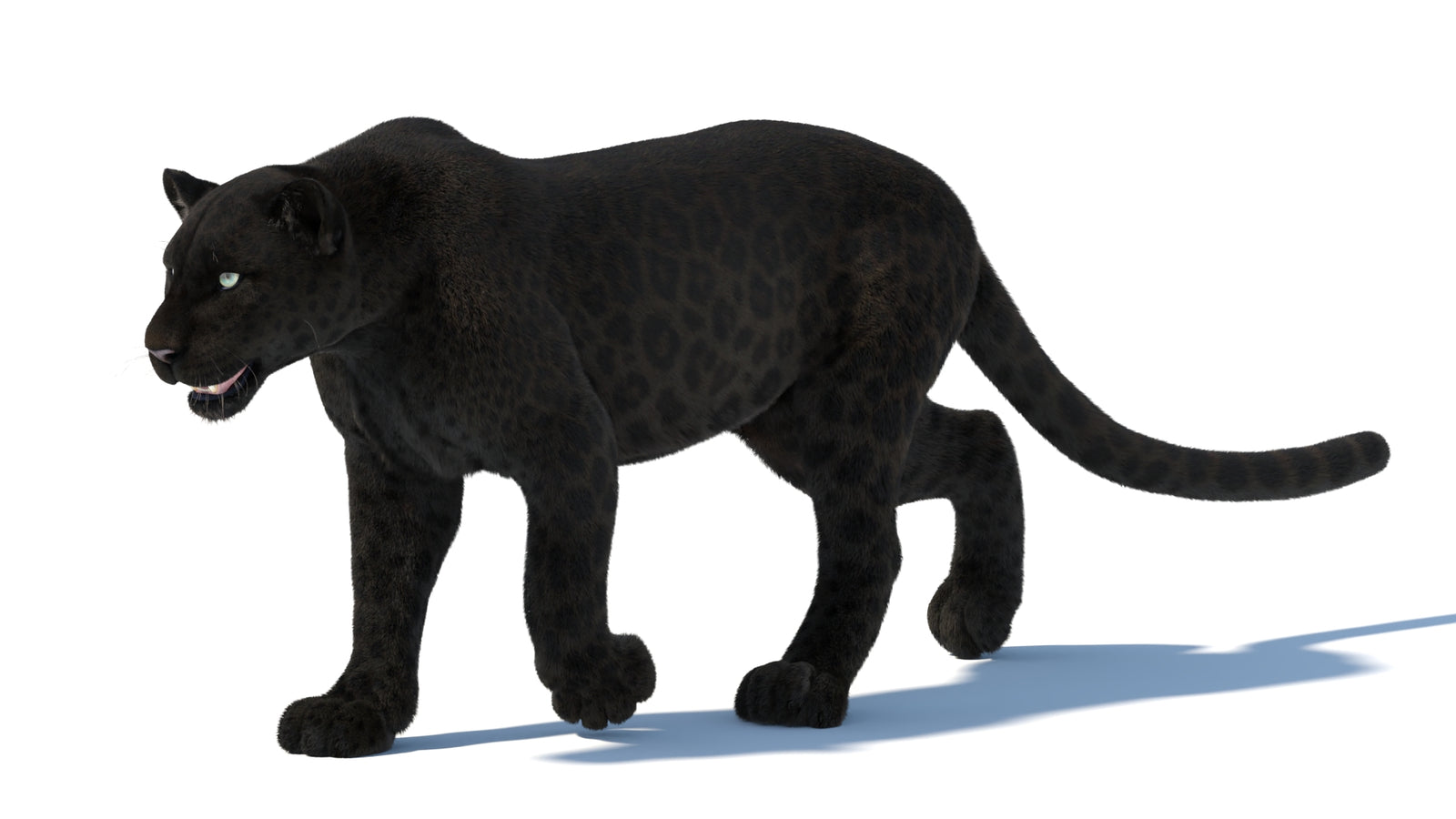 Animated Black Panther Animal 3D Model with Fur 360° view 5 frame 18