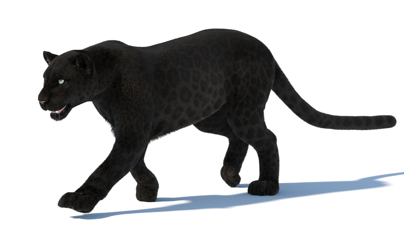 Animated Black Panther Animal 3D Model with Fur 360° view 5 frame 26