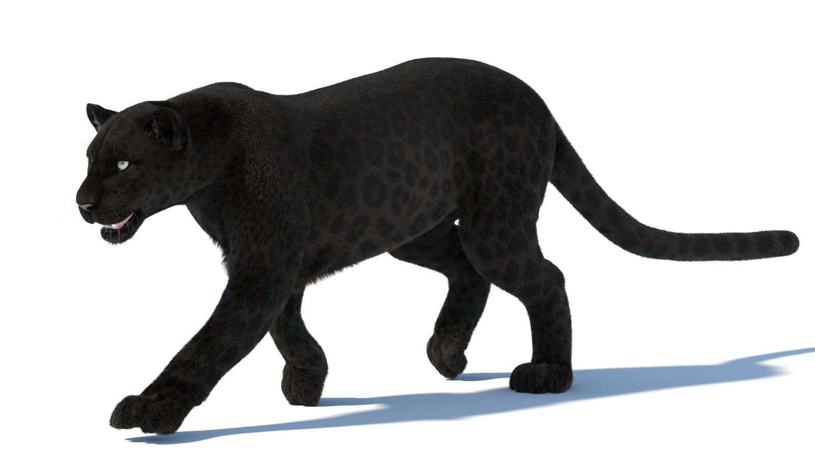 Animated Black Panther Animal 3D Model with Fur 360° view 5 frame 27