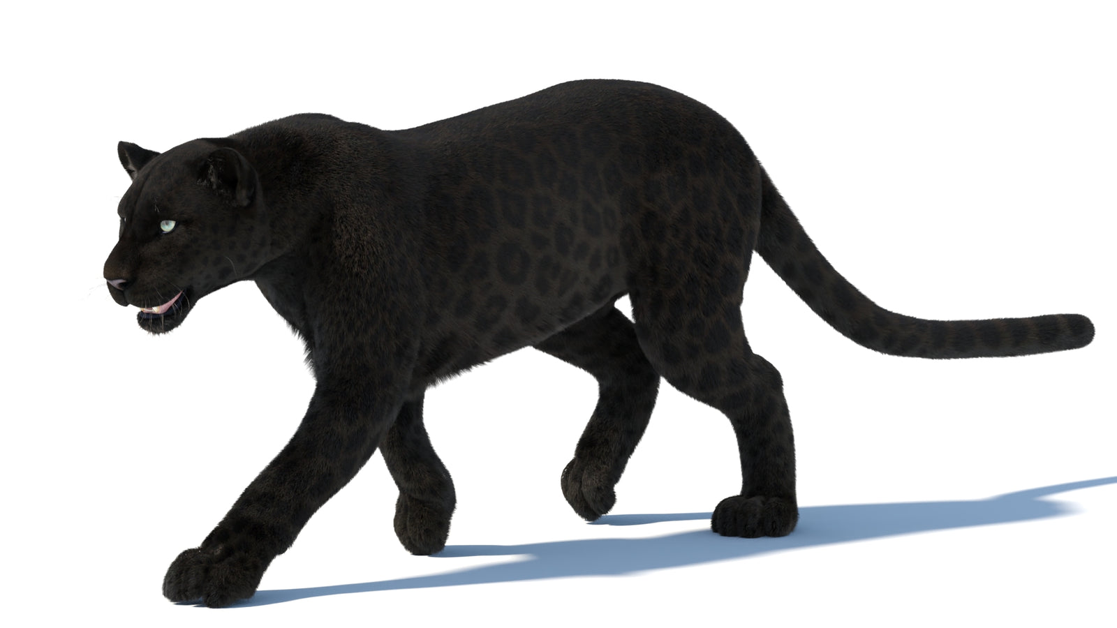 Animated Black Panther Animal 3D Model with Fur 360° view 5 frame 28