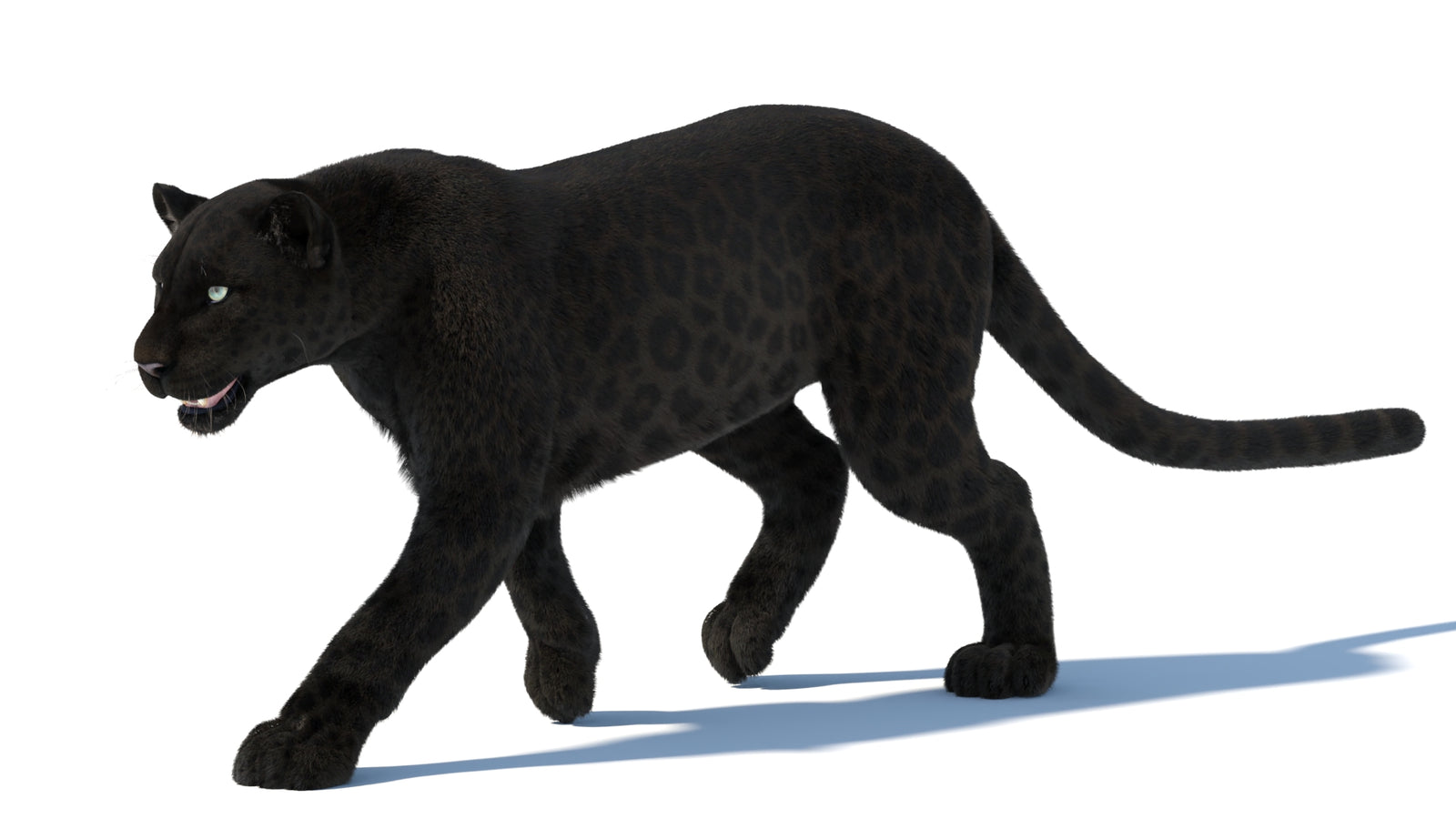 Animated Black Panther Animal 3D Model with Fur 360° view 5 frame 29