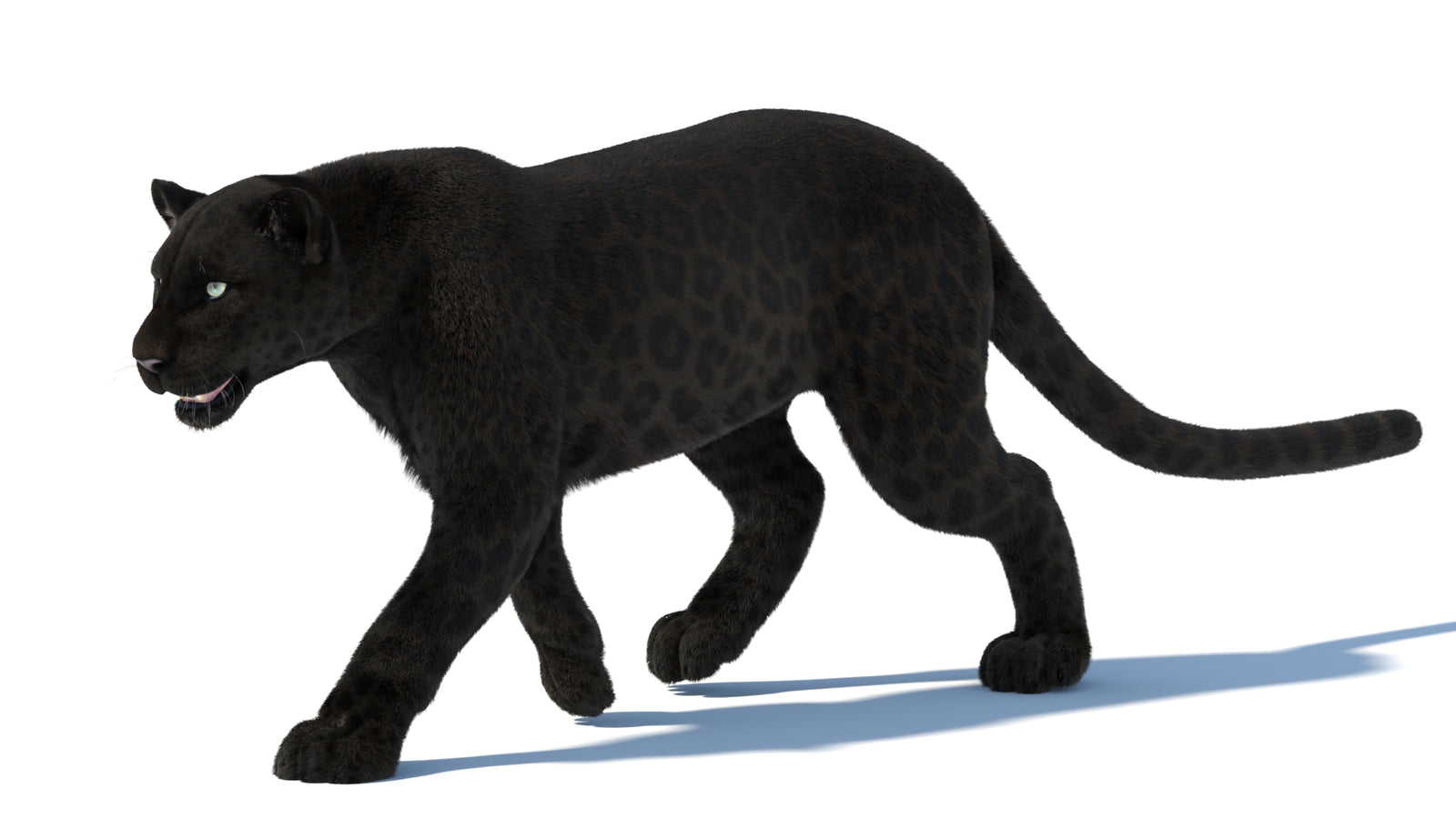 Animated Black Panther Animal 3D Model with Fur 360° view 5 frame 31