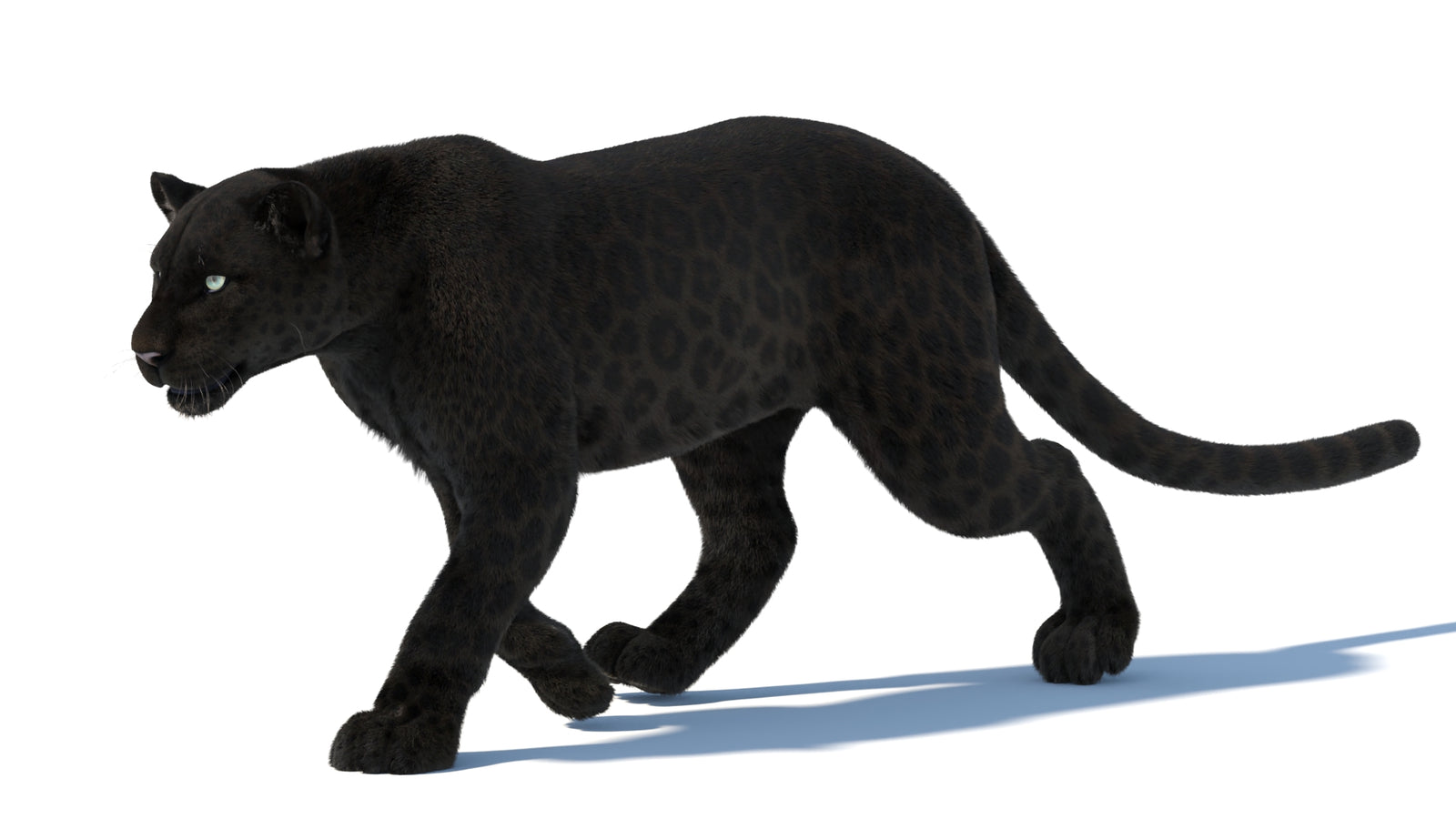 Animated Black Panther Animal 3D Model with Fur 360° view 5 frame 33