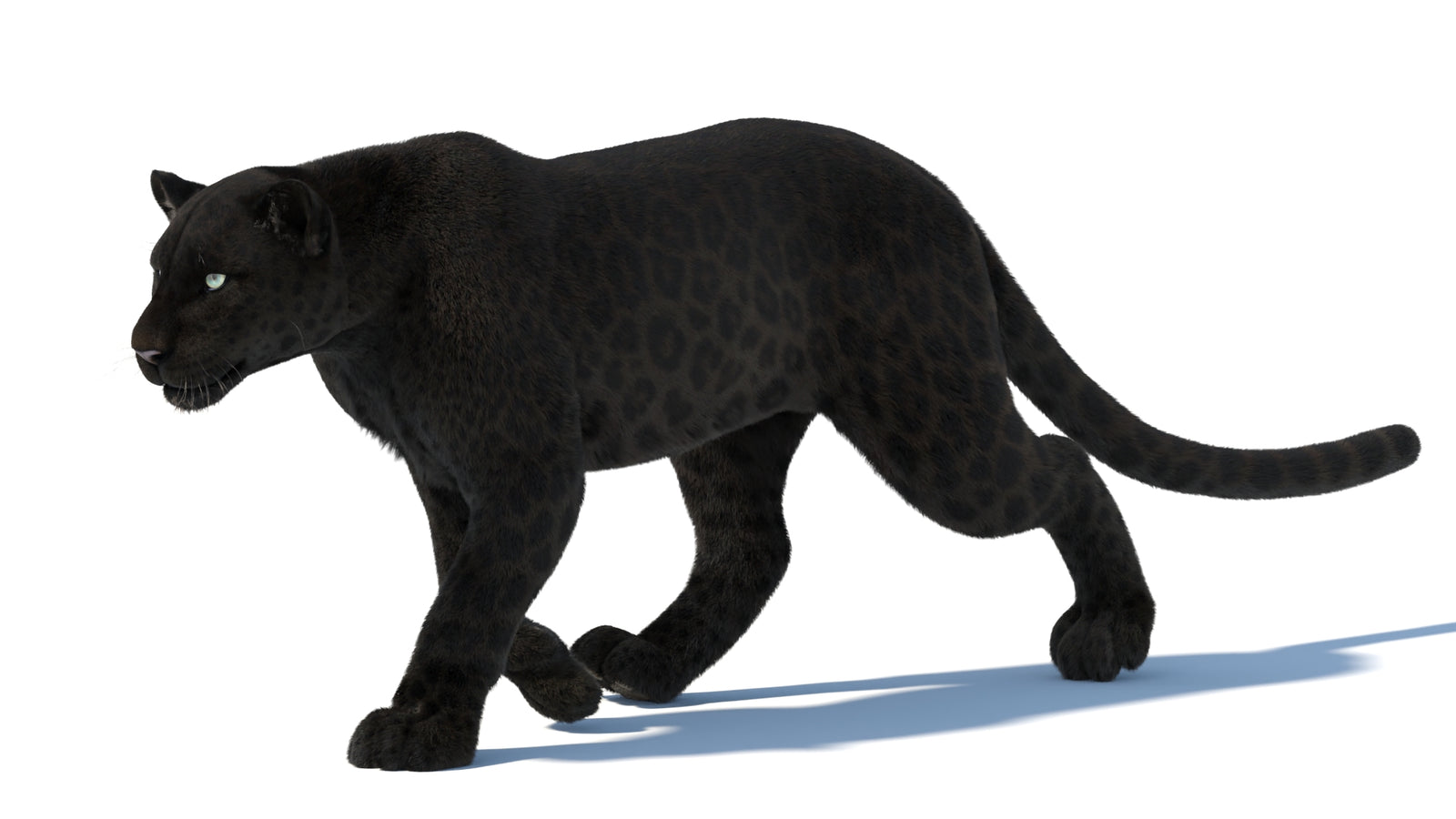 Animated Black Panther Animal 3D Model with Fur 360° view 5 frame 34