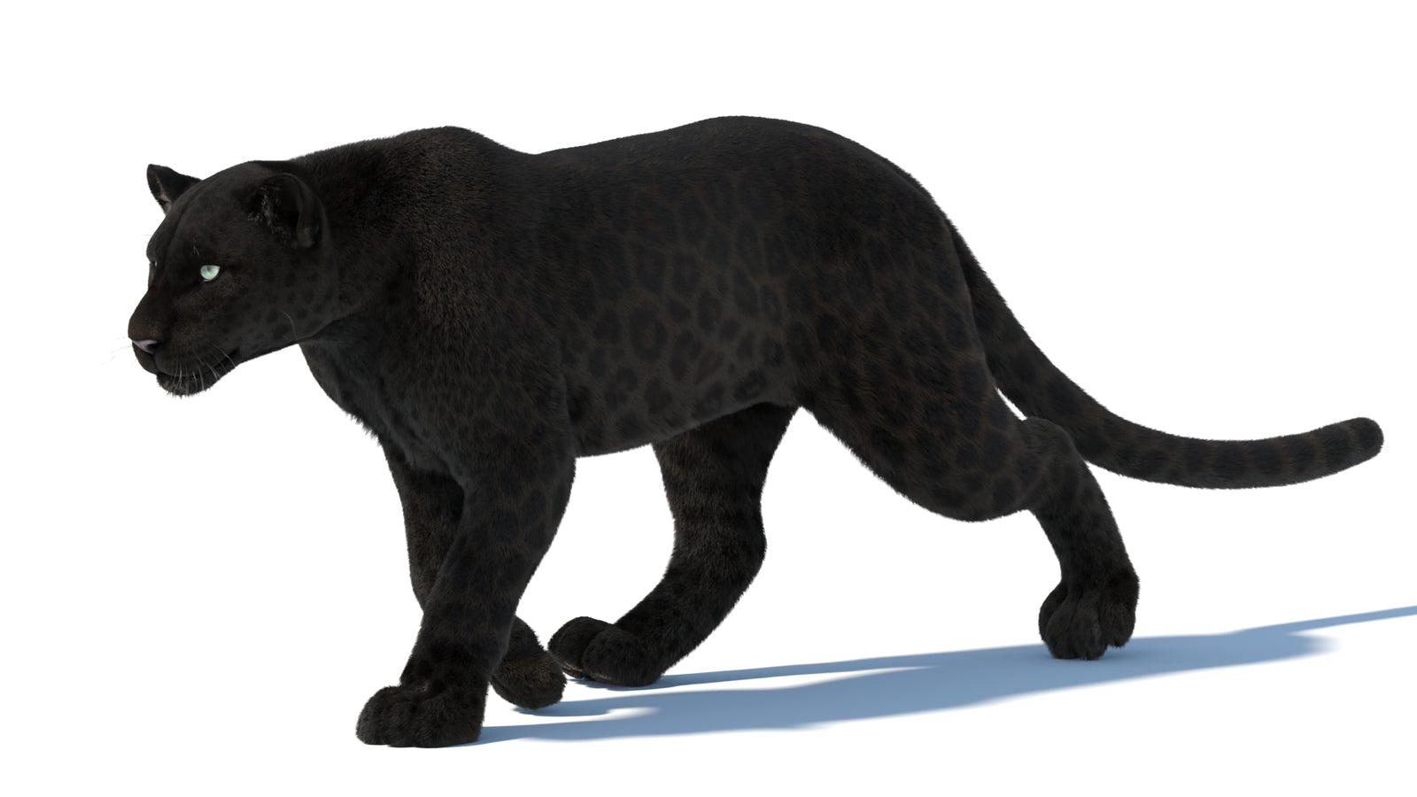 Animated Black Panther Animal 3D Model with Fur 360° view 5 frame 35