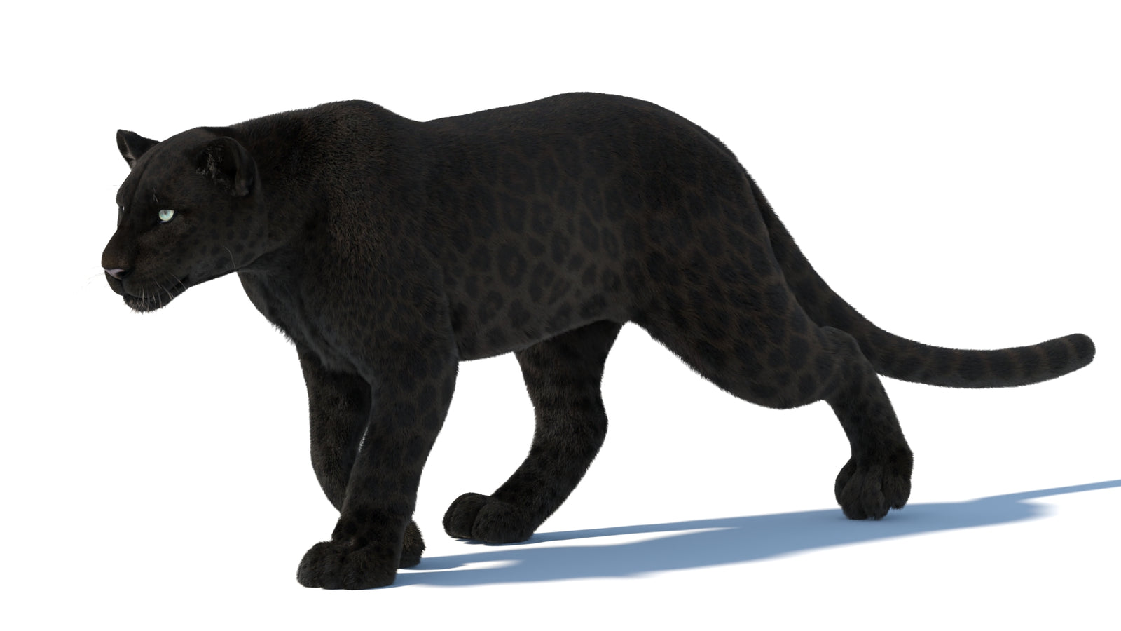 Animated Black Panther Animal 3D Model with Fur 360° view 5 frame 36