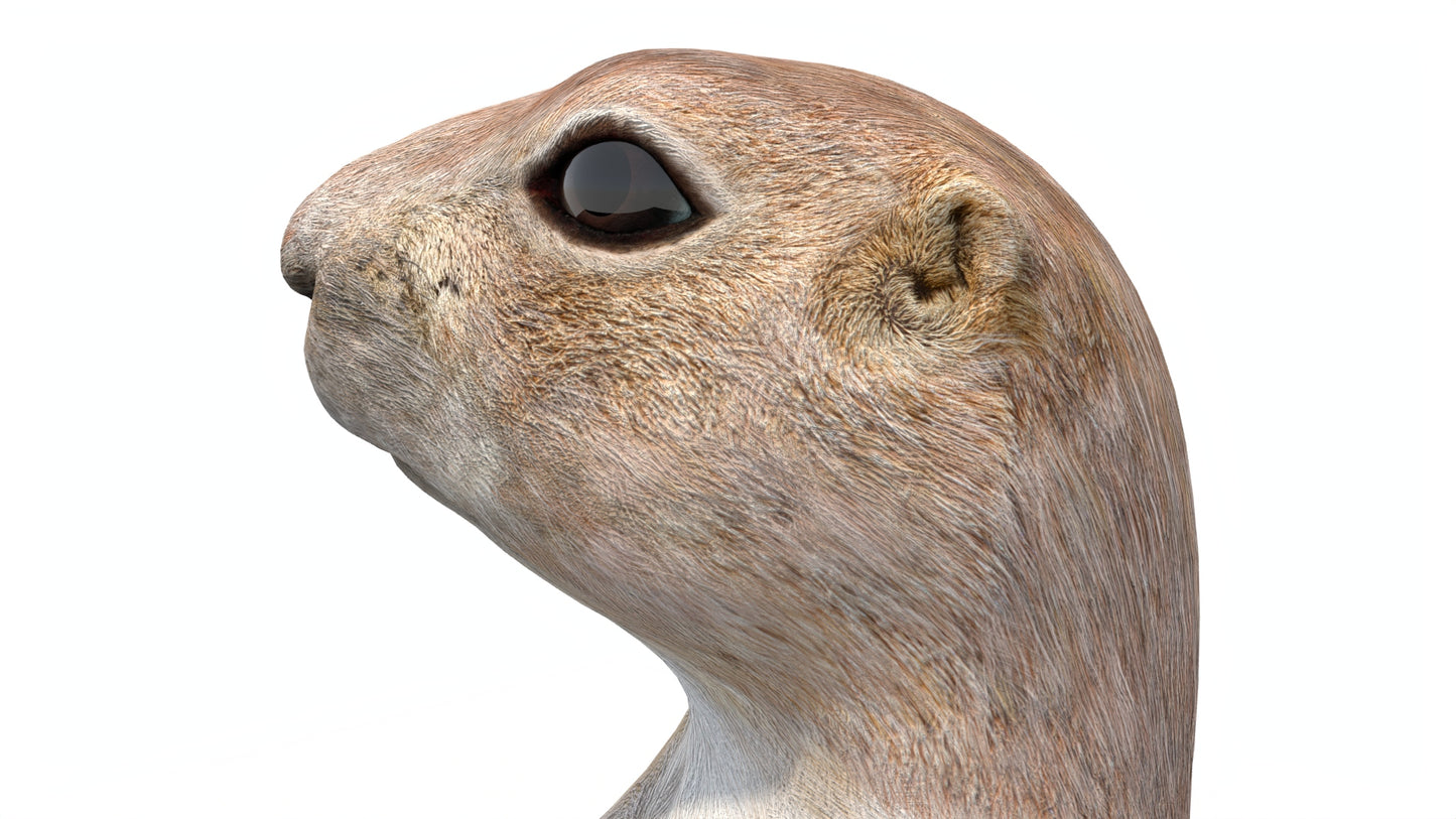 Animated Prairie Dog 3D Model