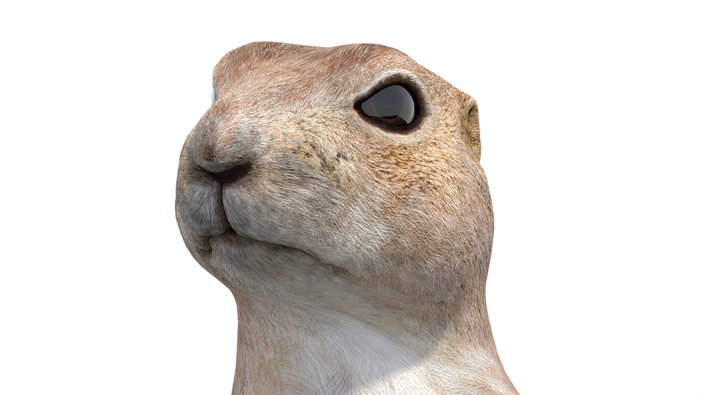 Animated Prairie Dog 3D Model
