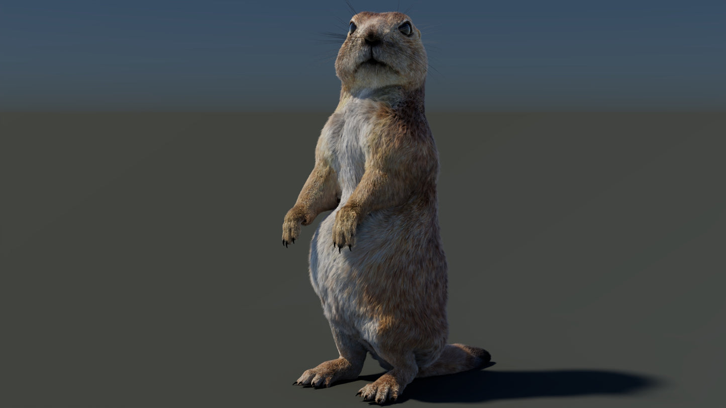 Animated Prairie Dog 3D Model with Fur