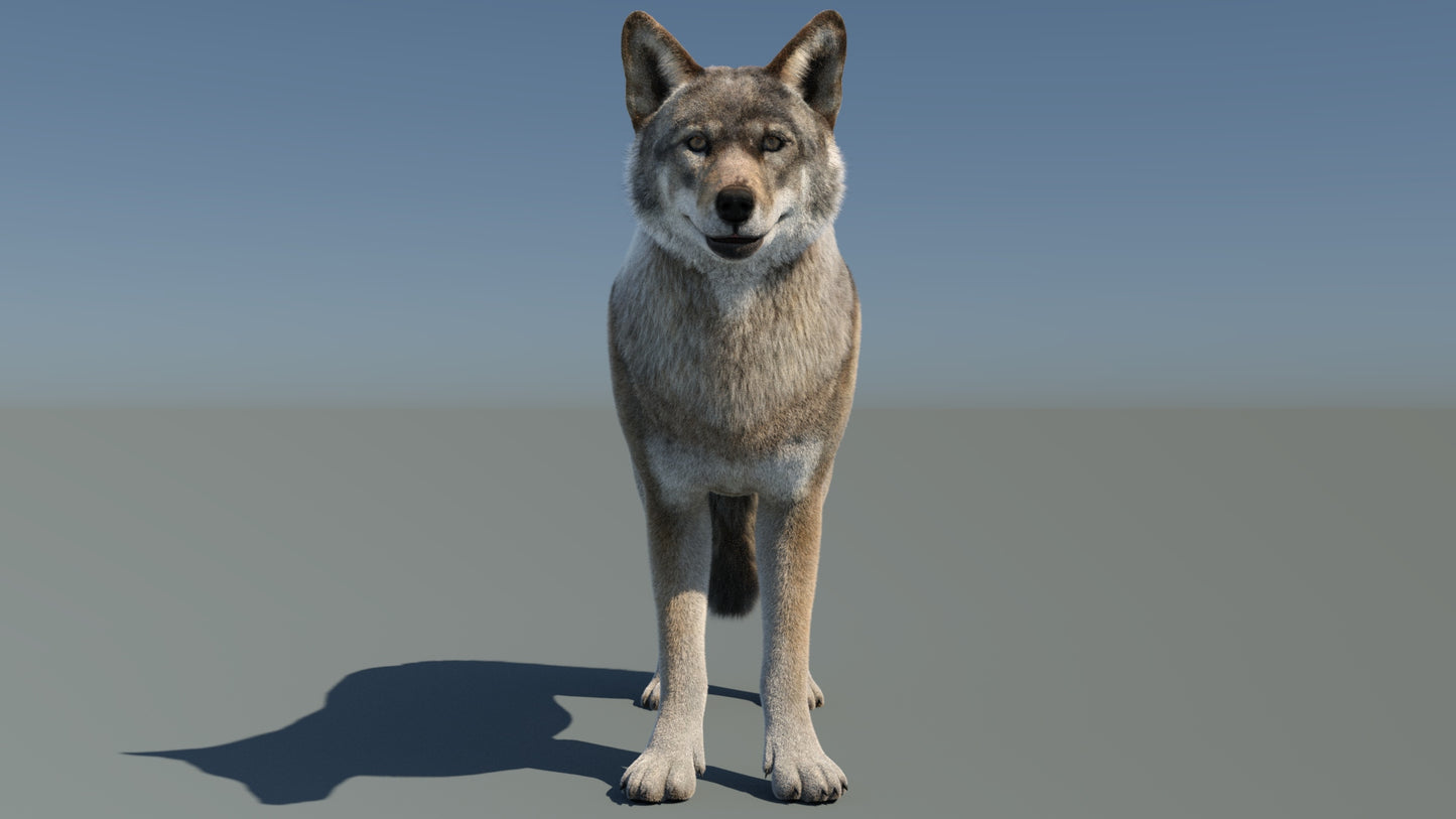 Animated Red Wolf 3D Model with Fur