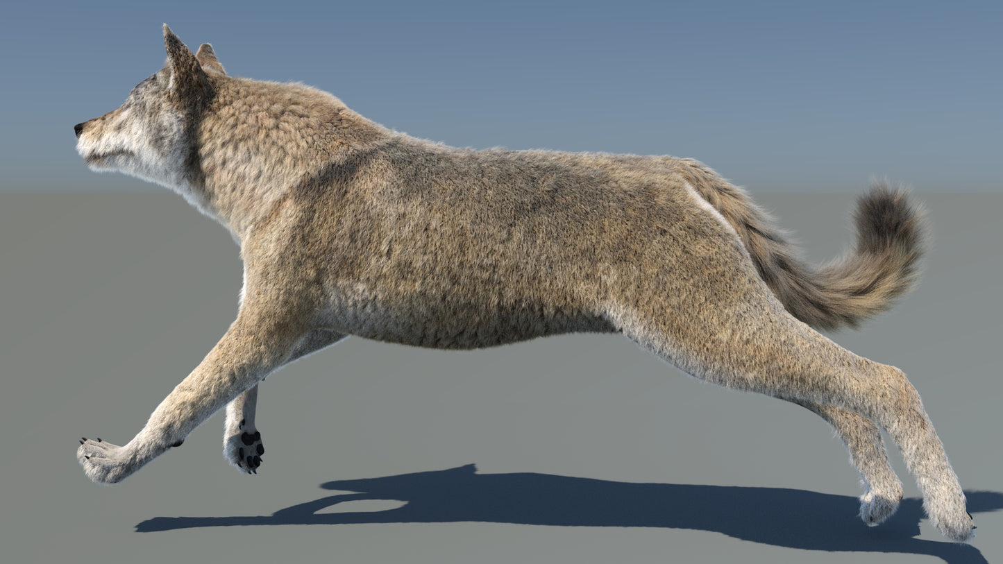 Animated Red Wolf 3D Model Fur