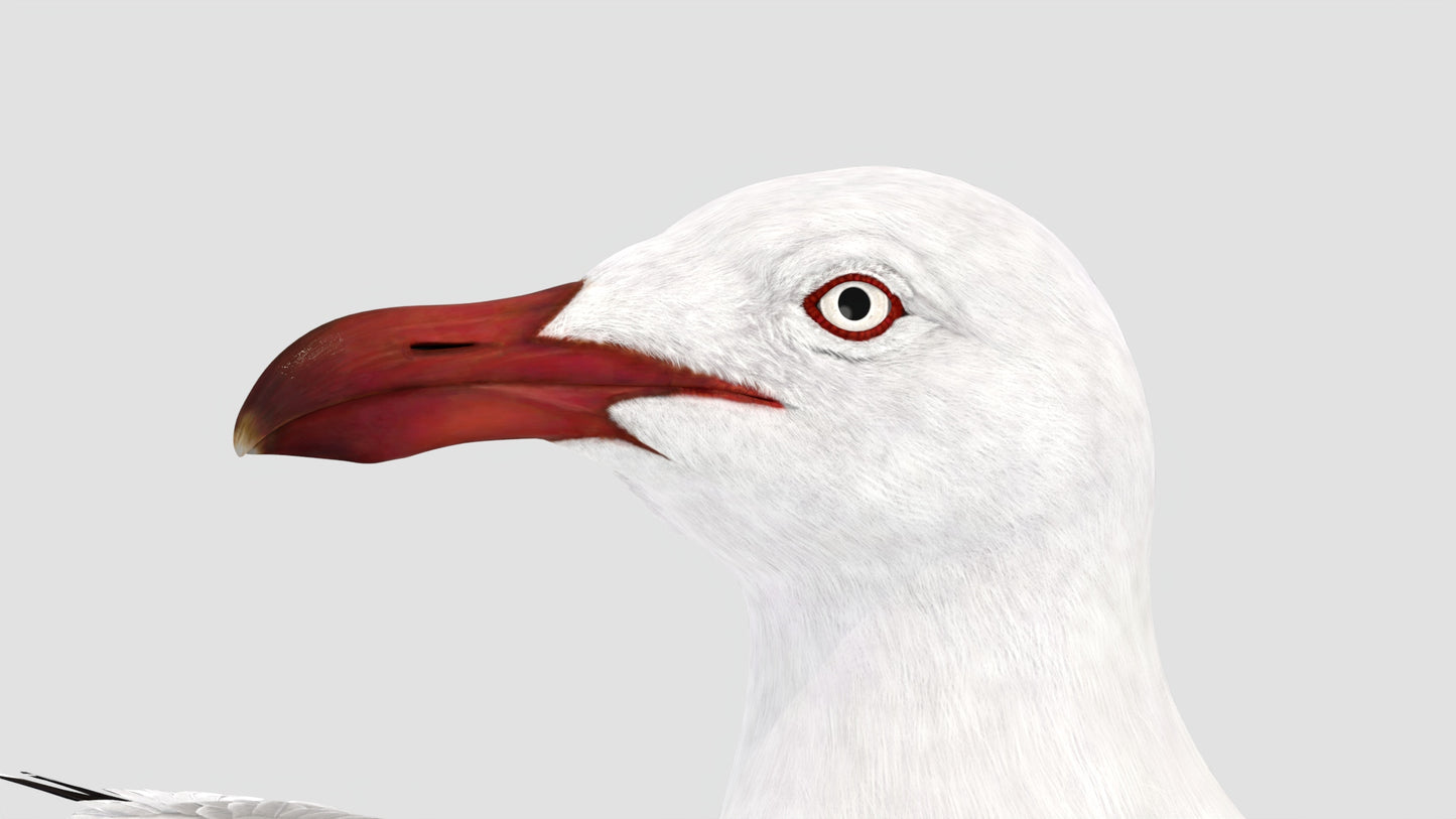 Animated Seagull 3D Model
