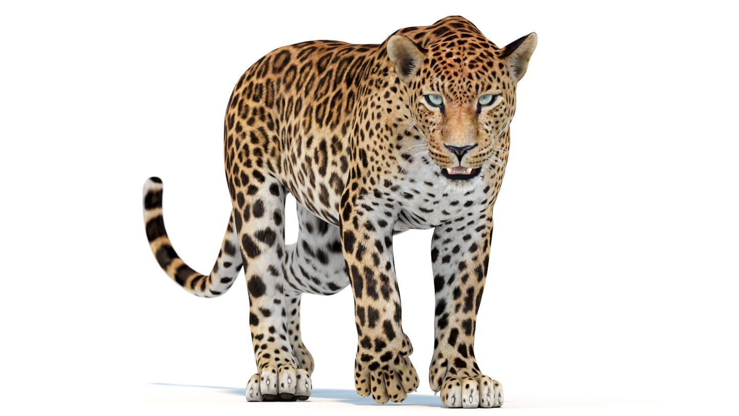 Animated Sri Lankan Leopard 3D Model