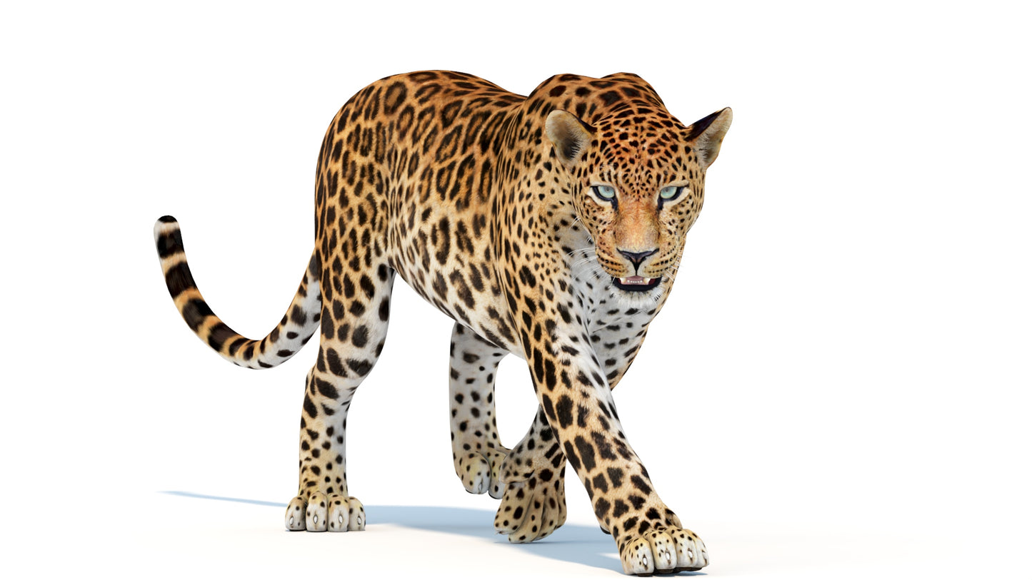 Animated Sri Lankan Leopard 3D Model