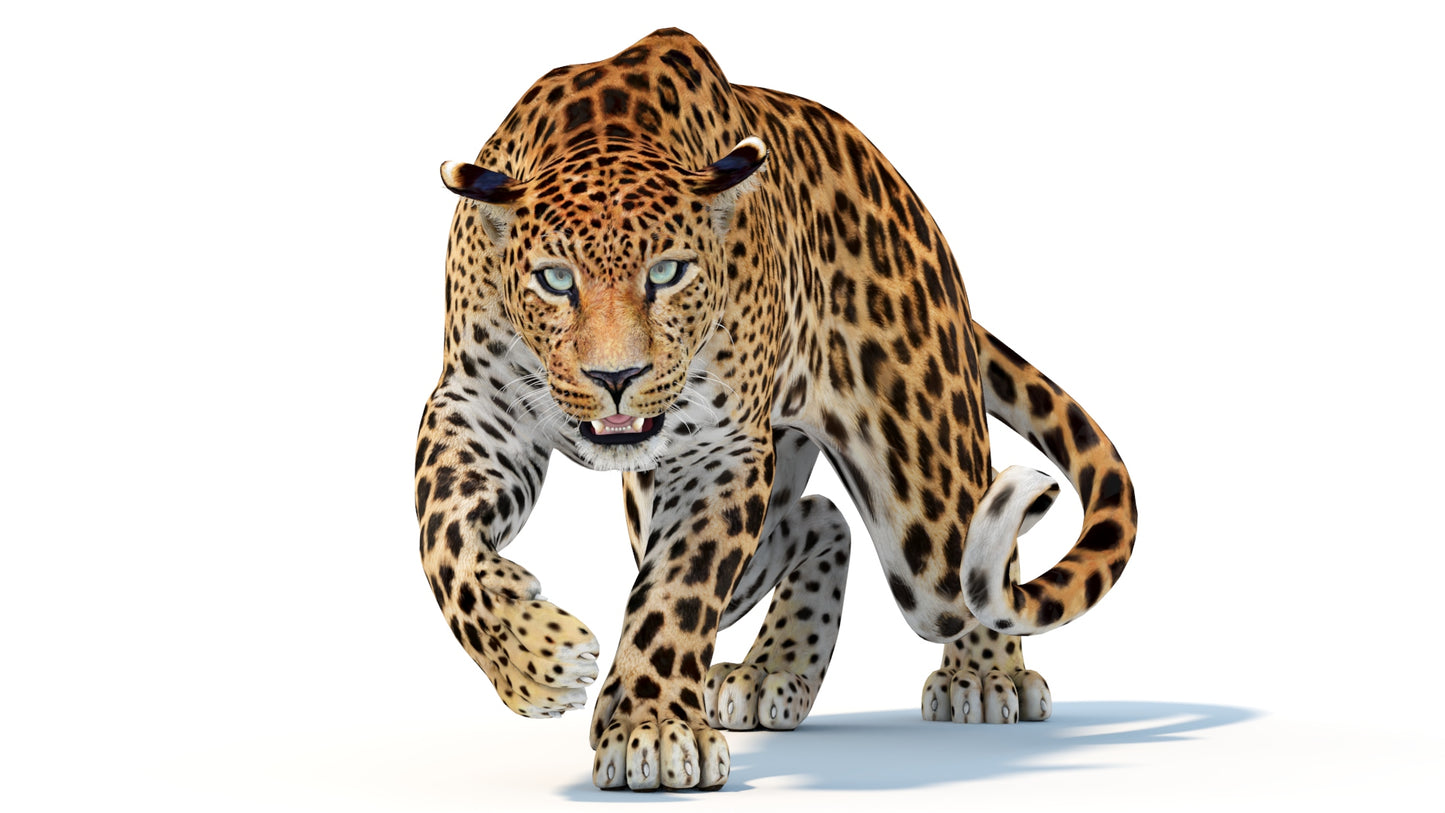 Animated Sri Lankan Leopard 3D Model