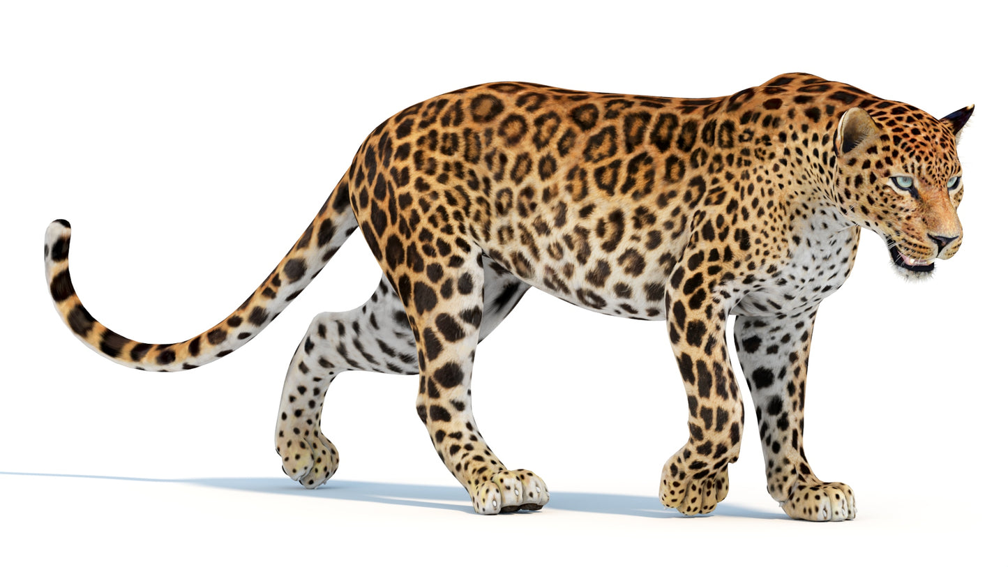 Animated Sri Lankan Leopard 3D Model