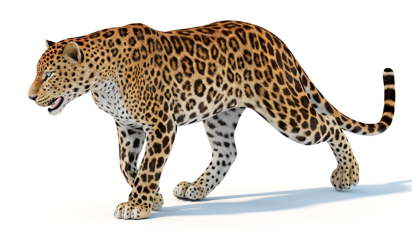 Animated Sri Lankan Leopard 3D Model