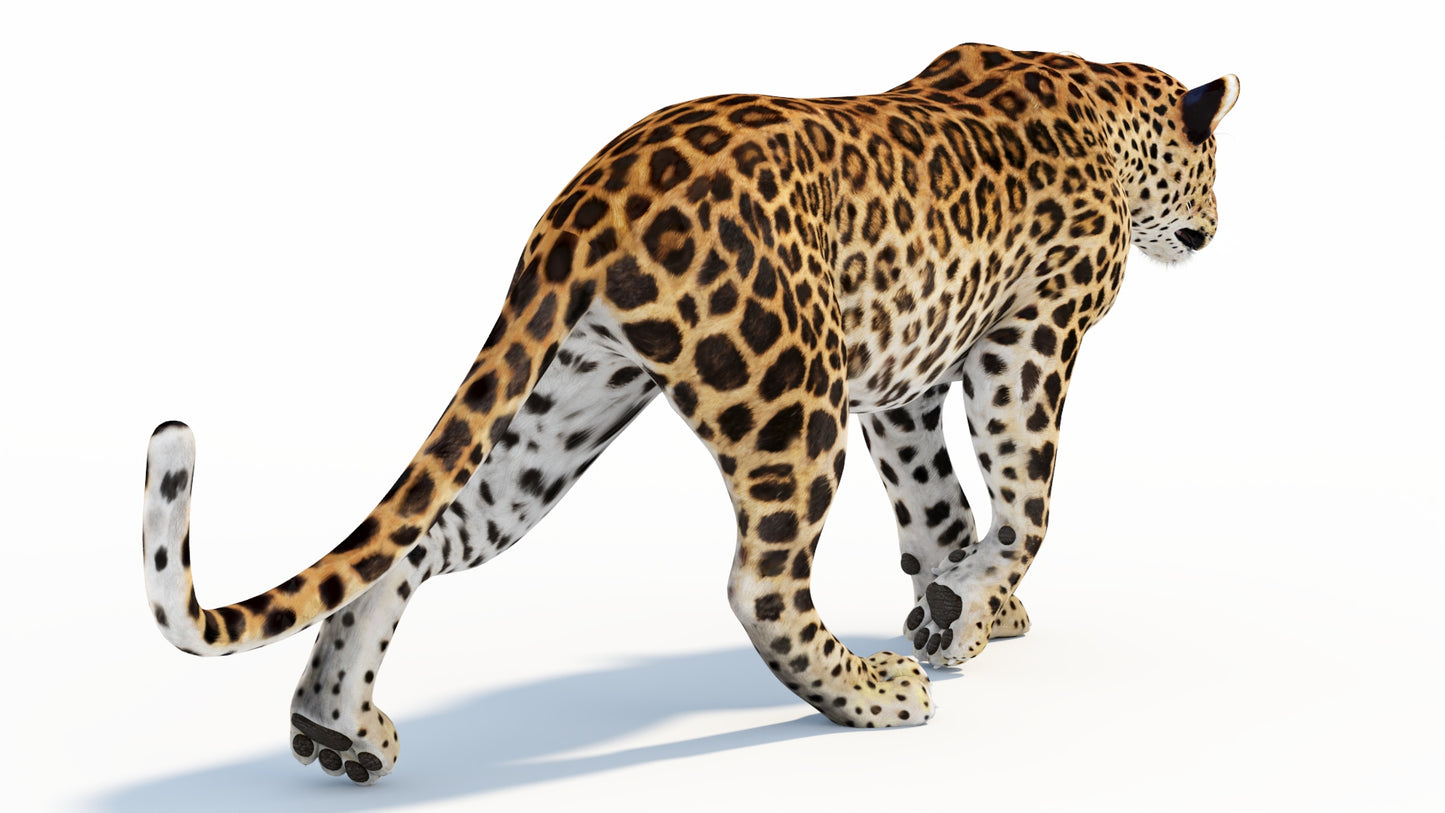 Animated Sri Lankan Leopard 3D Model