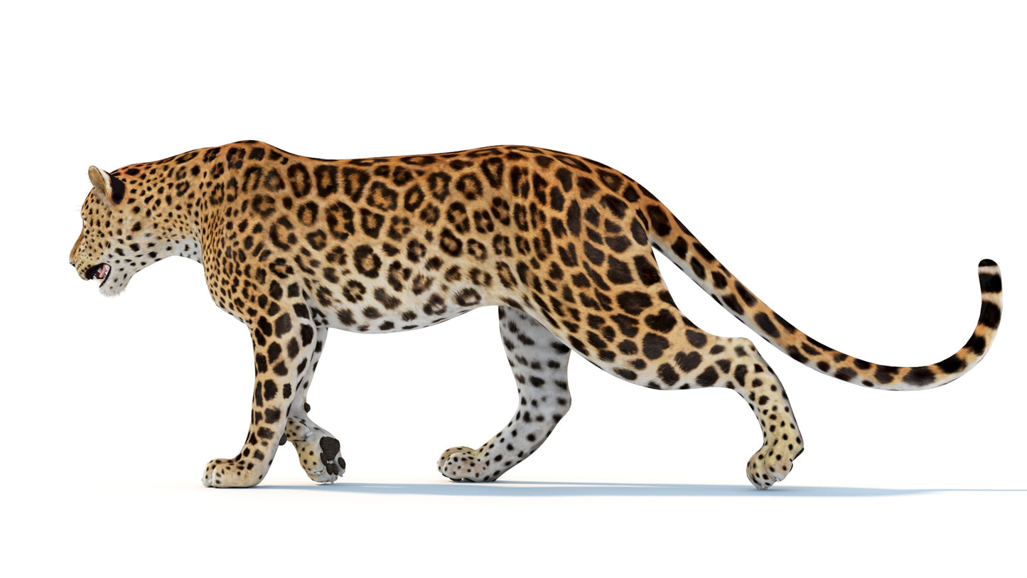 Animated Sri Lankan Leopard 3D Model