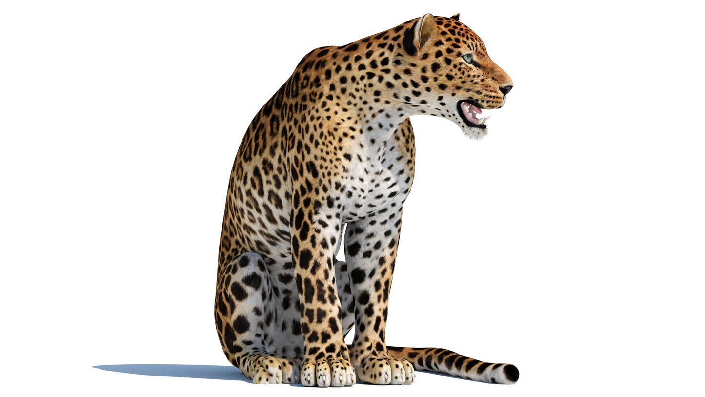 Animated Sri Lankan Leopard 3D Model - Game Ready