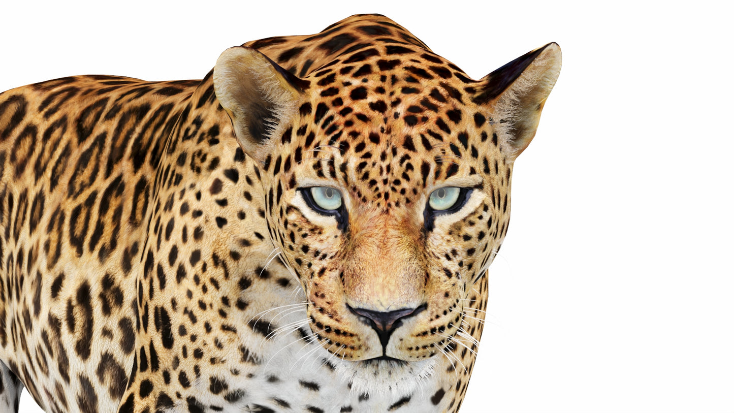 Animated Sri Lankan Leopard 3D Model
