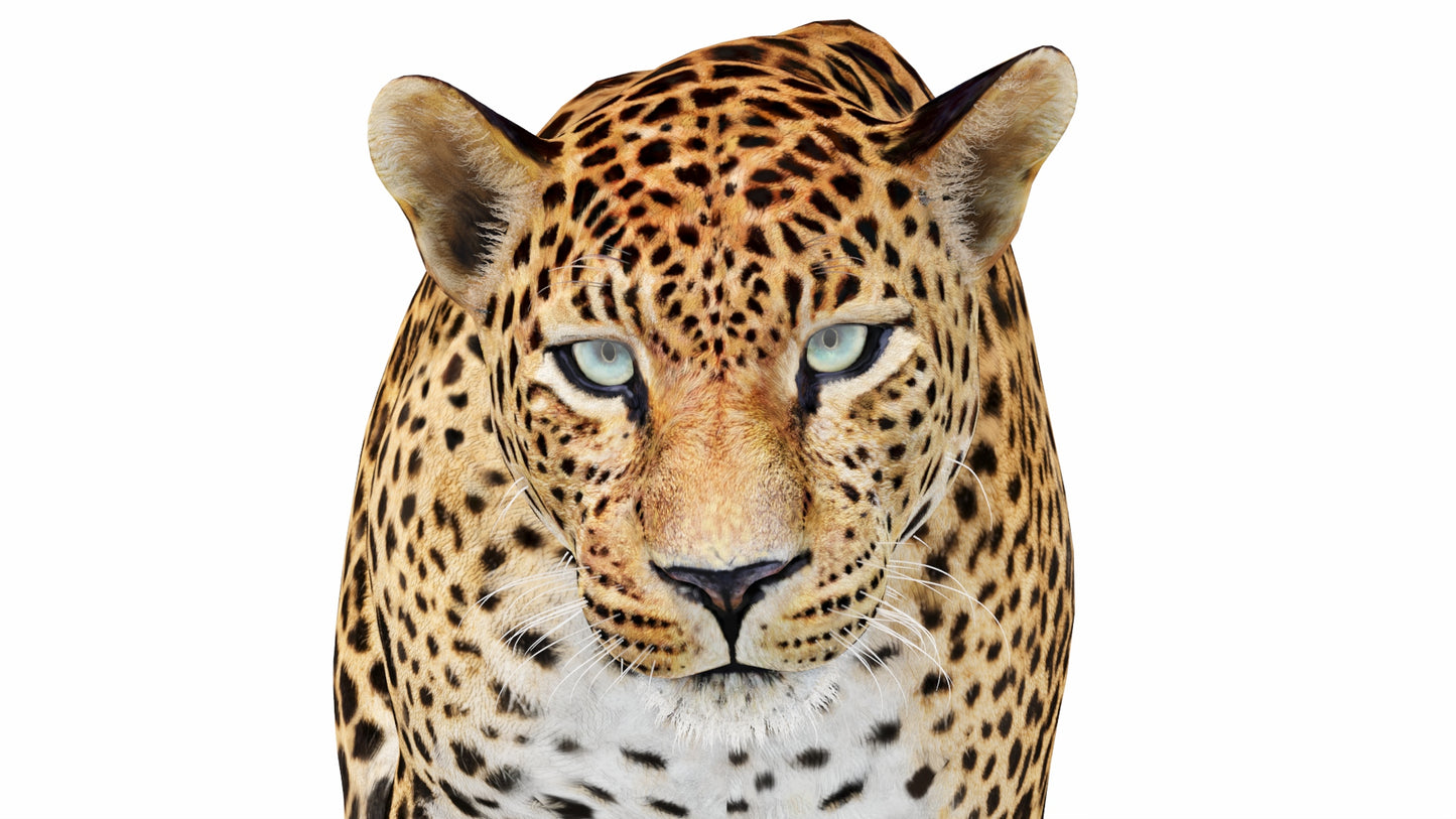 Animated Sri Lankan Leopard 3D Model Head Close Up