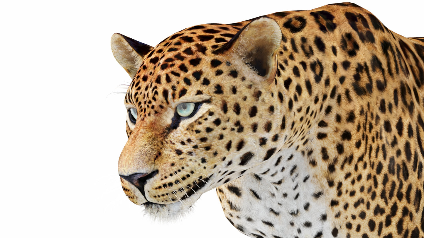 Animated Sri Lankan Leopard 3D Model Head Close Up