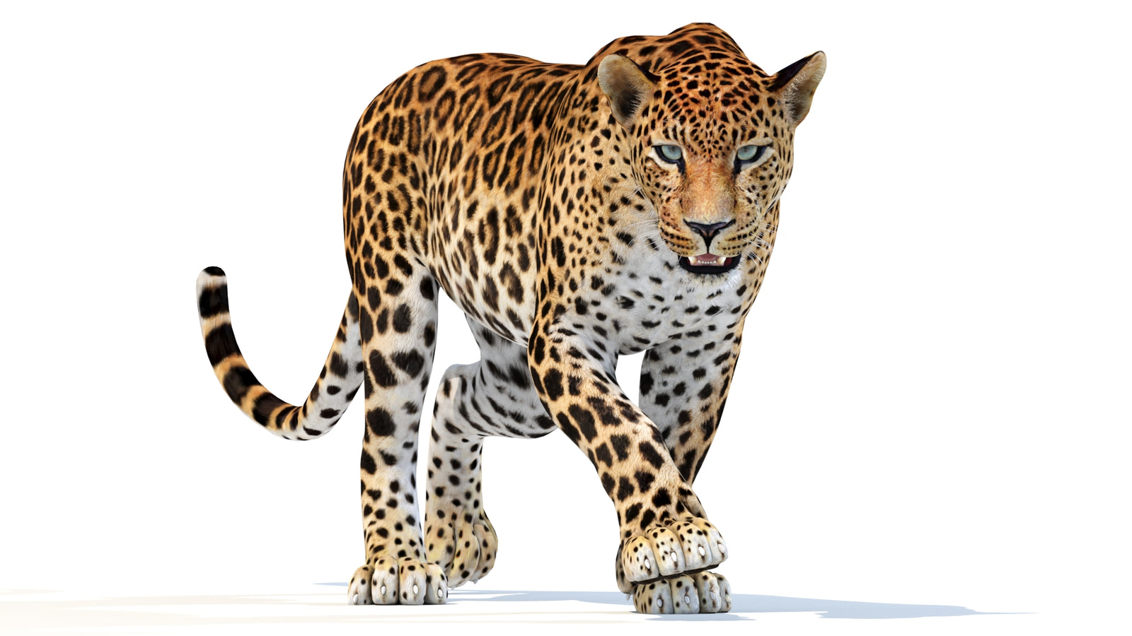 Animated Sri Lankan Leopard 3D Model 360° view 2 frame 4