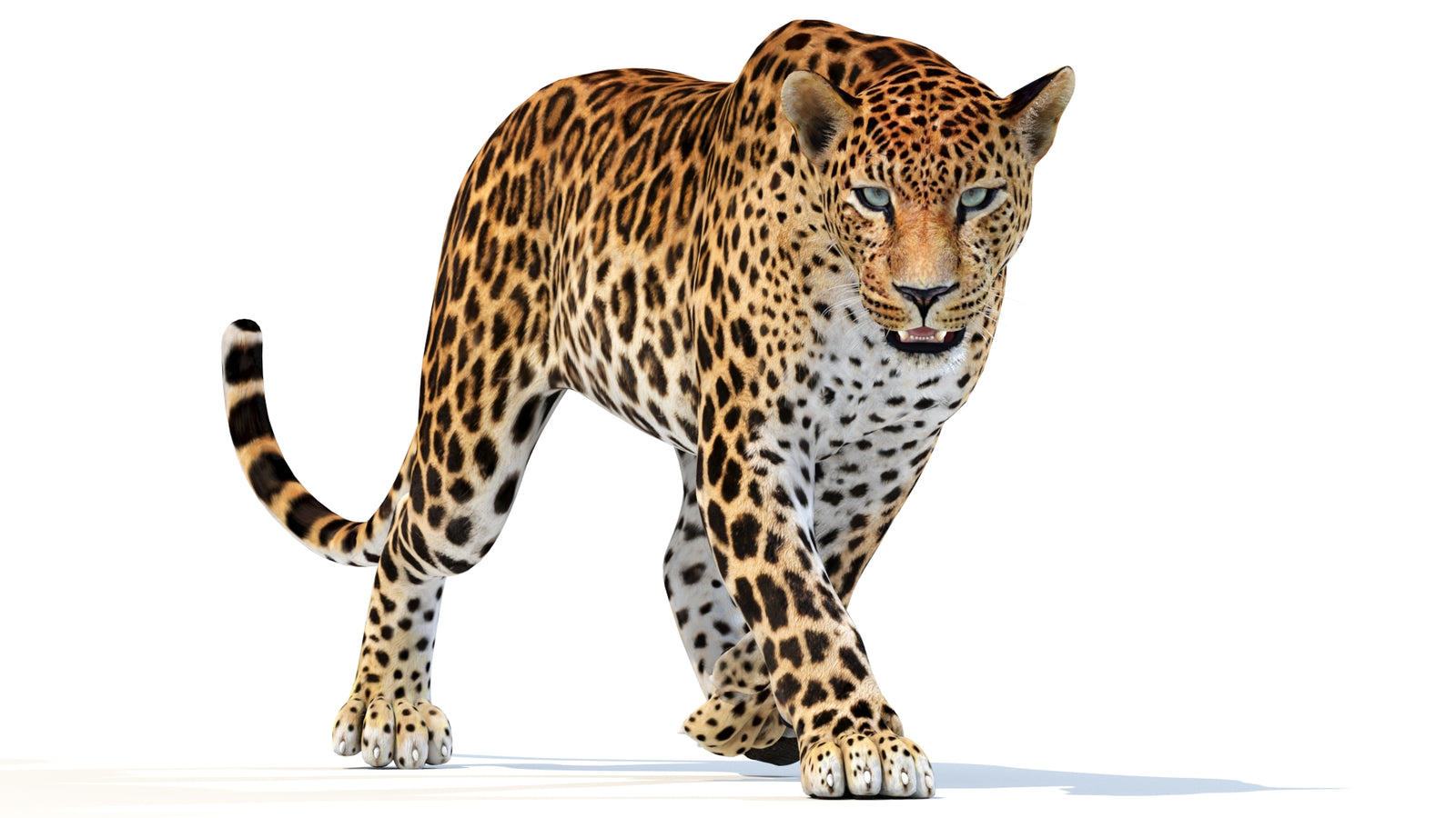 Animated Sri Lankan Leopard 3D Model 360° view 2 frame 16
