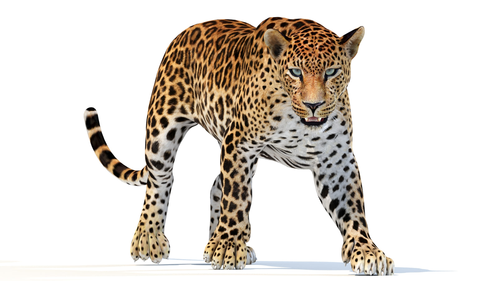 Animated Sri Lankan Leopard 3D Model 360° view 2 frame 30