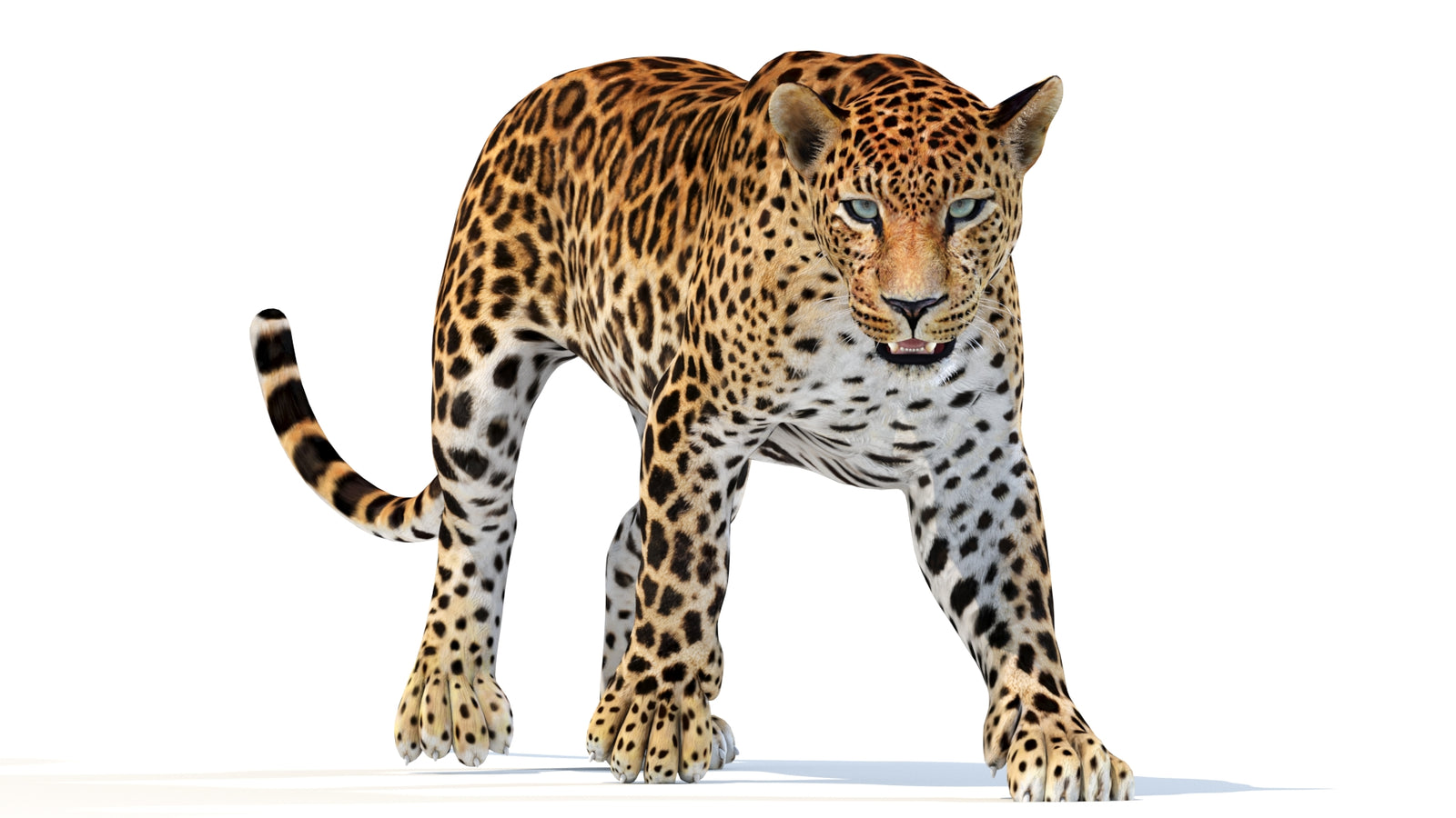 Animated Sri Lankan Leopard 3D Model 360° view 2 frame 31