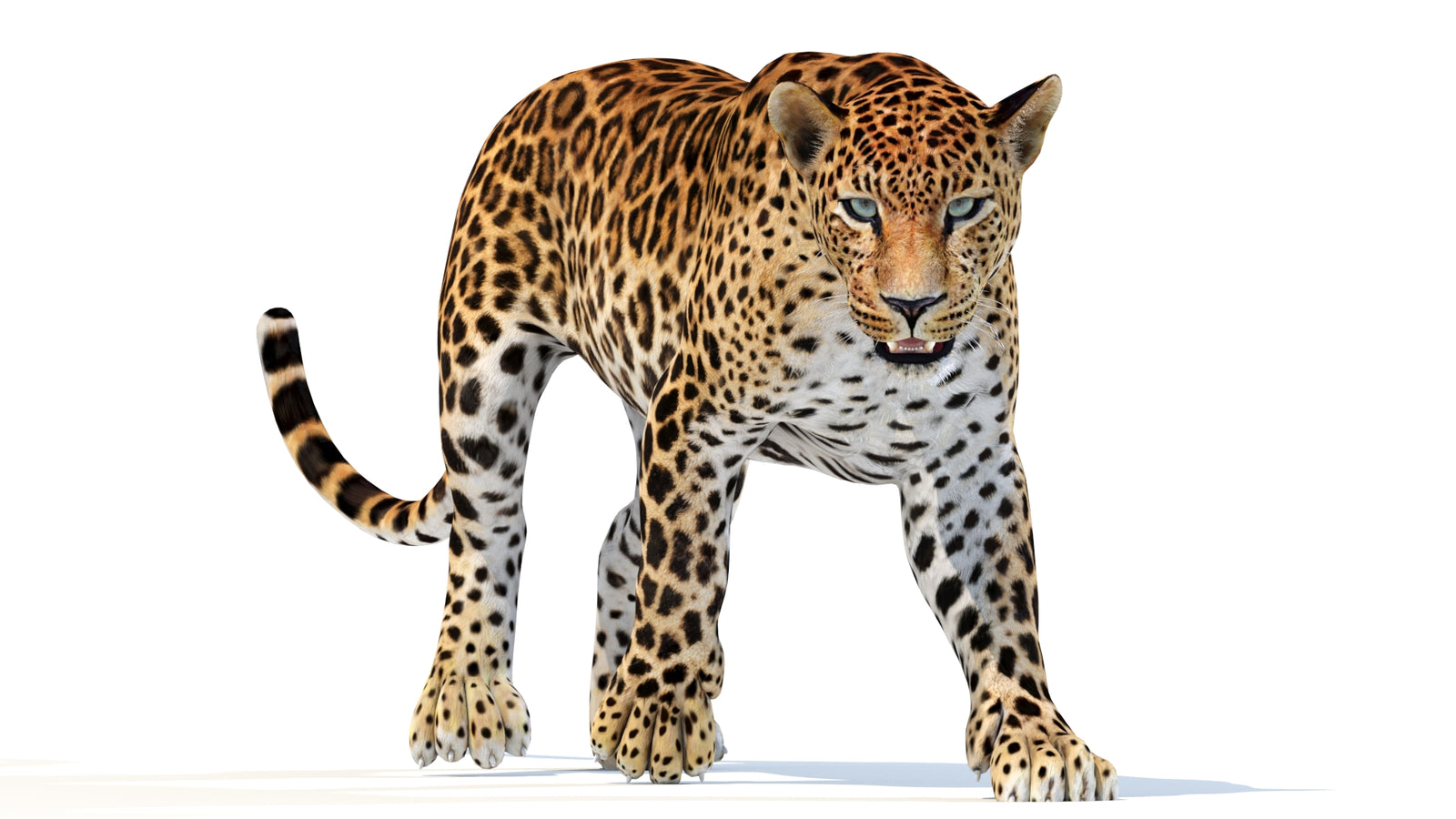 Animated Sri Lankan Leopard 3D Model 360° view 2 frame 32