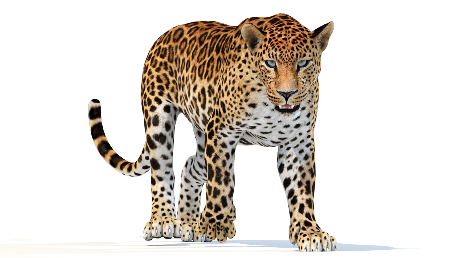 Animated Sri Lankan Leopard 3D Model 360° view 2 frame 35