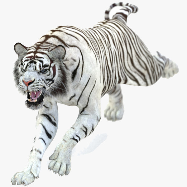 Animated White Tiger 3D Model